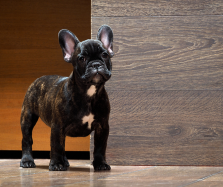 FRENCH BULLDOG BREEDERS PHOENIX.png