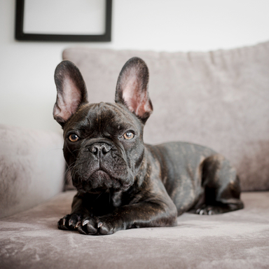 Charming French Bulldogs for Sale in Miami, FL.jpg