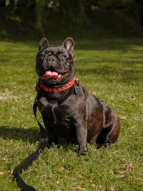 Urban Paws Navigating NYC for Reputable French Bul