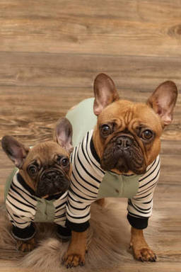 Parisian Paws Embracing the Allure of French Bulld