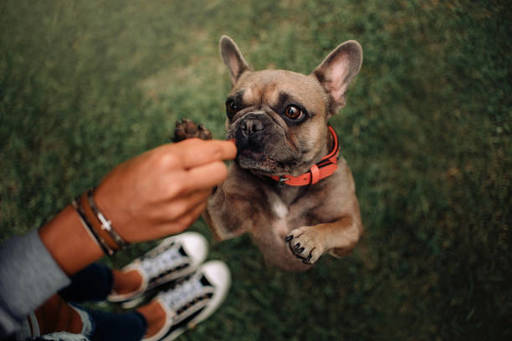 Canine Charm Unleashed French Bulldogs on Sale wit