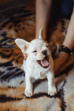 City Canines French Bulldogs for Sale in the Heart