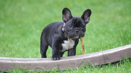 Black Beauty Unleashed Your Guide to the Perfect F