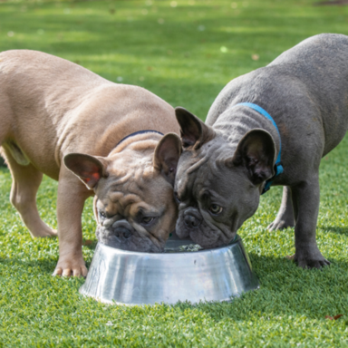 EXOTIC FRENCHIES FOR SALE CHICAGO.png