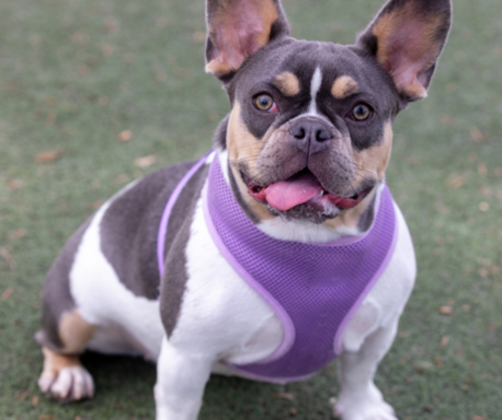 EXOTIC FRENCHIES FOR SALE PHILADEPHIA.png