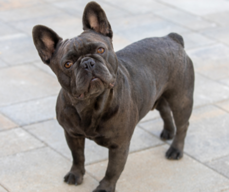 FRENCH BULLDOGS FOR SALE BEVERLY HILLS.png