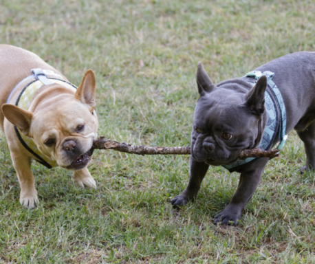 FRENCH BULLDOG BREEDERS SALINAS.png