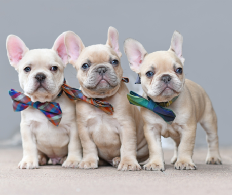 EXOTIC FRENCHIES FOR SALE MIAMI.png